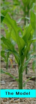cornB2